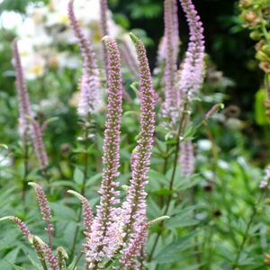Veronicastrum virg. 'Erika' P11 - afbeelding 2
