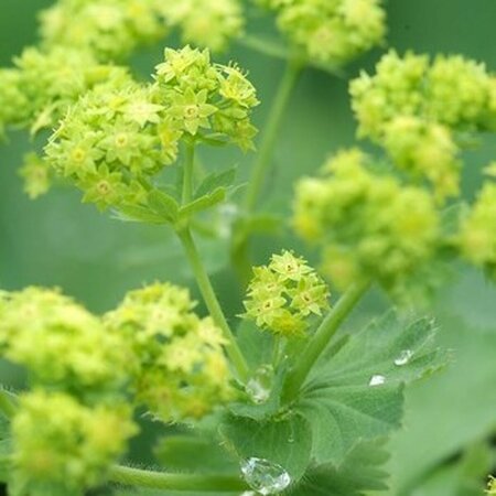 Alchemilla mollis 'Senior' P9