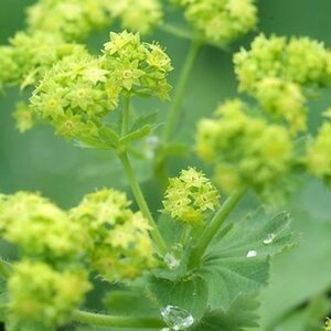 Alchemilla mollis 'Senior' P9