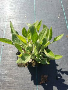 Rudbeckia fulgida deamii P9 PlanetProof - afbeelding 1