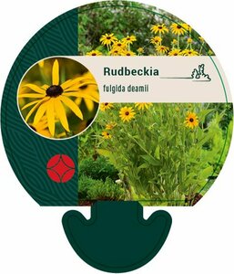 Rudbeckia fulgida deamii P9 PlanetProof - afbeelding 2