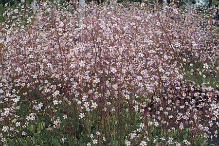 Saxifraga urbium 'Variegata' P9 - afbeelding 1