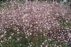 Saxifraga urbium 'Variegata' P9