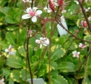 Saxifraga urbium 'Variegata' P9 - afbeelding 2