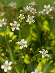 Saxifraga urbium 'Variegata' P9 - afbeelding 3