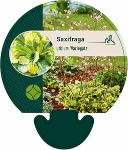 Saxifraga urbium 'Variegata' P9 - afbeelding 4