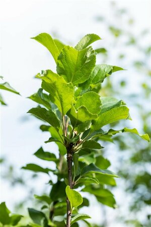 Malus domestica 'James Grieve' 8-10 C.  - afbeelding 2