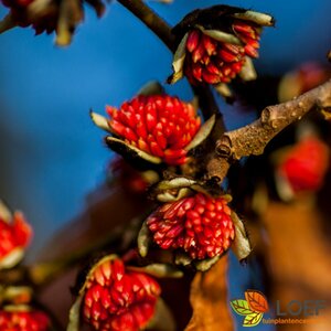 Parrotia persica 12-14 C. Geveerd - afbeelding 2