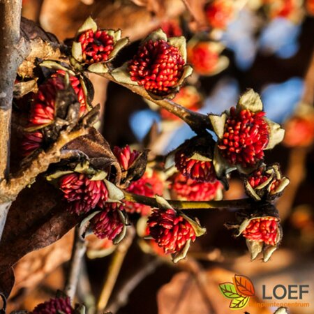 Parrotia persica 12-14 C. Geveerd - afbeelding 3