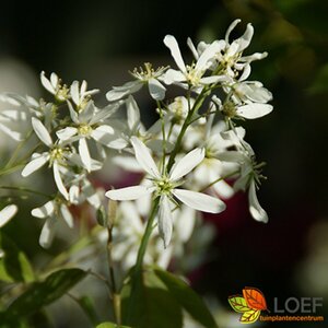 Amelanchier alnifolia 'Obelisk' 12-14 C. HO. - afbeelding 2