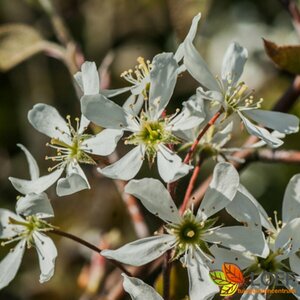 Amelanchier alnifolia 'Obelisk' 12-14 C. HO. - afbeelding 3