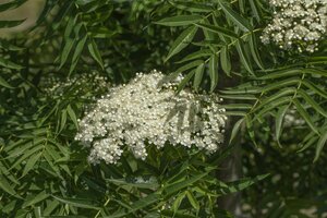 Sorbus 'Dodong' 14-16 C.