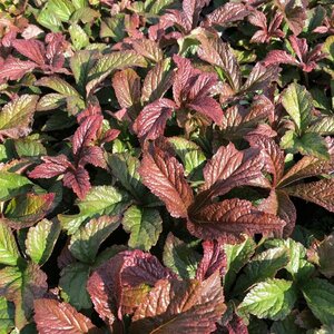 Rodgersia aesculifolia C1.5 - afbeelding 4