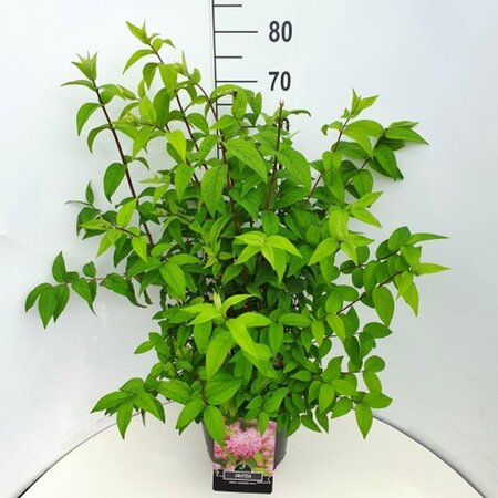 Deutzia hybrida 'Strawberry Fields' - afbeelding 1