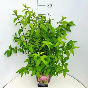 Deutzia hybrida 'Strawberry Fields' - afbeelding 1