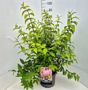 Deutzia hybrida 'Strawberry Fields' - afbeelding 2