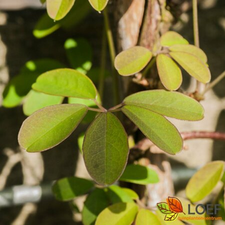 Akebia quinata 'Alba' 150/175 C. - afbeelding 2