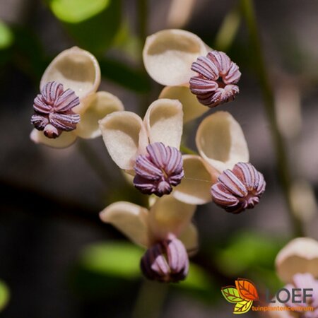 Akebia quinata 'Alba' 150/175 C. - afbeelding 1