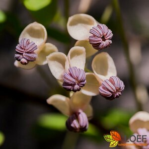 Akebia quinata 'Alba' 150/175 C.