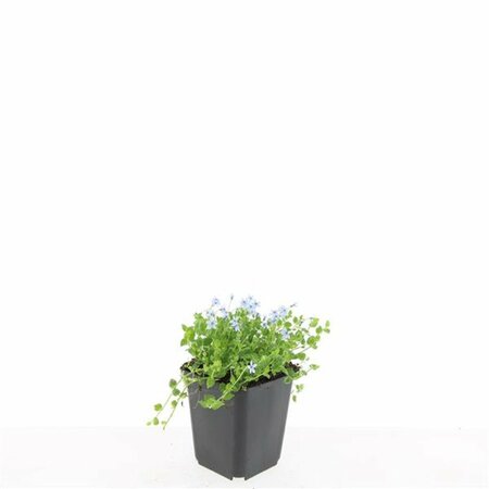 Isotoma fluviatilis C2 - afbeelding 3
