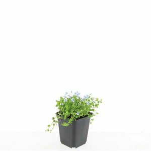 Isotoma fluviatilis C2 - afbeelding 3