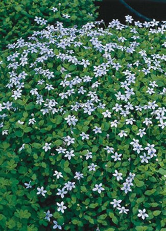 Isotoma fluviatilis C2 - afbeelding 7