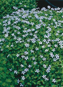 Isotoma fluviatilis C2 - afbeelding 7
