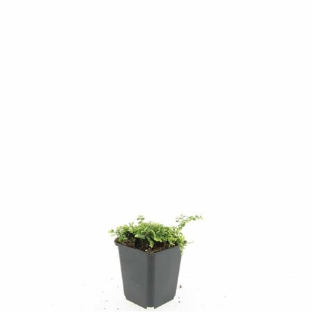 Isotoma fluviatilis C2 - afbeelding 4
