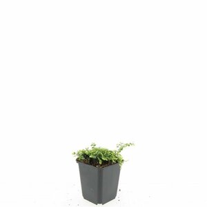 Isotoma fluviatilis C2 - afbeelding 4
