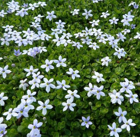 Isotoma fluviatilis C2 - afbeelding 8