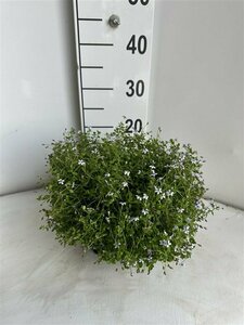 Isotoma fluviatilis C2 - afbeelding 2