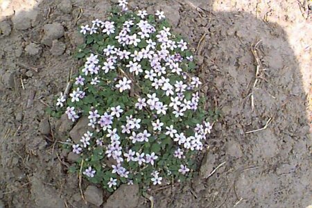 Isotoma fluviatilis C2 - afbeelding 1