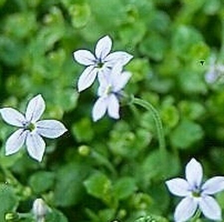 Isotoma fluviatilis C2 - afbeelding 9