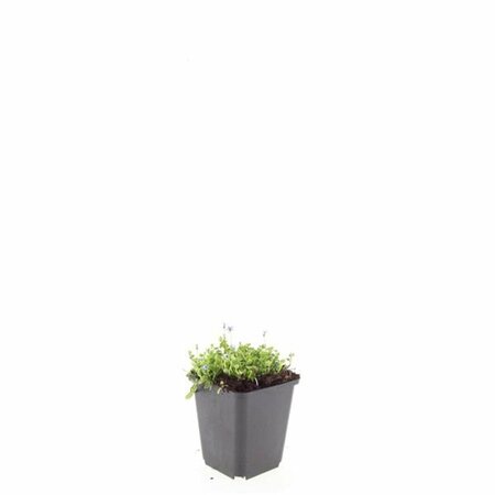 Isotoma fluviatilis C2 - afbeelding 5