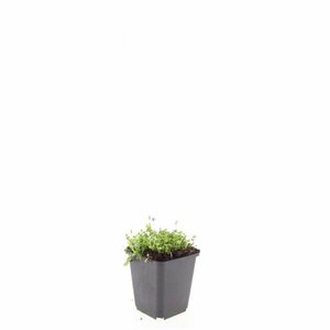 Isotoma fluviatilis C2 - afbeelding 5
