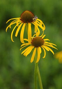 Echinacea paradoxa P11
