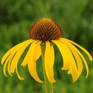 Echinacea paradoxa P11 - afbeelding 3