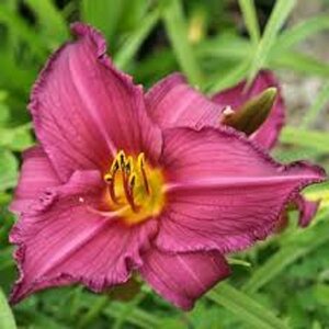 Hemerocallis 'Summer Wine' P11