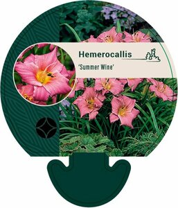 Hemerocallis 'Summer Wine' P11 - afbeelding 5
