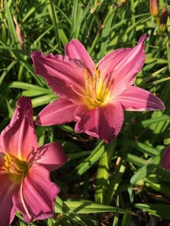 Hemerocallis 'Summer Wine' P11 - afbeelding 6