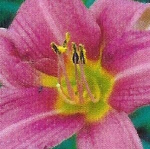 Hemerocallis 'Summer Wine' P11 - afbeelding 2