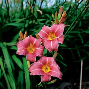 Hemerocallis 'Summer Wine' P11 - afbeelding 3