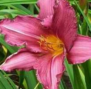 Hemerocallis 'Summer Wine' P11 - afbeelding 4