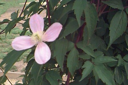 Clematis montana 'Rubens' C5