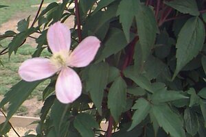Clematis montana 'Rubens' C5