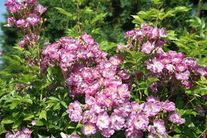 Rosa (K) 'Veilchenblau' 60/80 C.