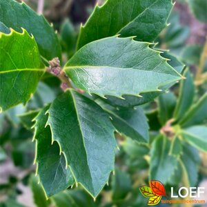 Ilex meserveae 'Heckenfee' 150/175 C.