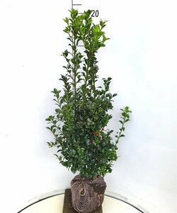 Ilex meserveae 'Heckenfee' - afbeelding 3