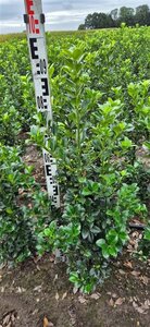 Ilex meserveae 'Heckenfee' - afbeelding 2