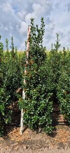 Ilex meserveae 'Heckenfee' - afbeelding 5